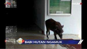 Babi Hutan Masuk Masjid