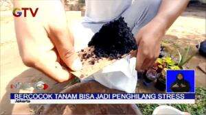 Di Rumah Aja, Mengisi Waktu Dengan Bercocok Tanam