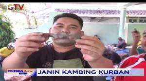 Heboh! Warga Temukan Janin Dari Perut Kambing Bandot