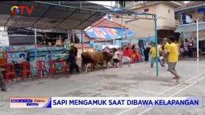 Sapi Ngamuk, Ibu - Ibu Diseruduk Warga Berhamburan Melarikan Diri