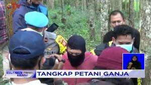 Polisi Tangkap Petani Ganja Di Lembang