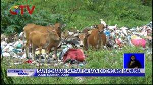 Waspada Beli Hewan Kurban Pemakan Sampah