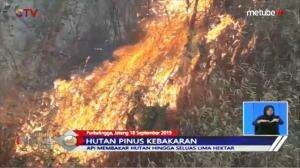 Hutan Pinus Dilalap Api