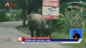Gajah Liar di Riau Karena Kurangnya Pakan di Habitat