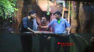 Atraksi Lucky Hakim Bersama Ular Besar Peliharaannya