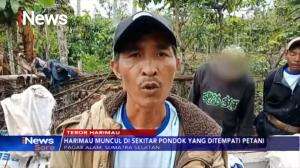 Teror Harimau Buat Petani Cabai Enggan Pulang