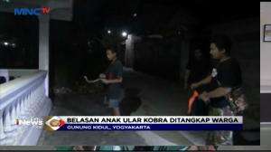 Belasan Anak Kobra Serbu Pemukiman di Yogya