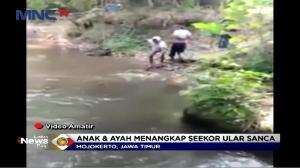 Kemunculan Ular Sanca yang Meresahkan Berhasil Ditangkap Warga