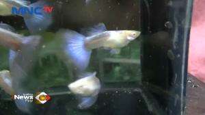 Budidaya Ikan Guppy Omset Belasan Juta Rupiah