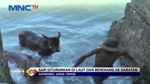 Tak Ada Akses Pelabuhan, Sapi Qurban Terpaksa Berenang Hingga ke Darat