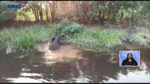 Dramatisnya Evakuasi Anak Gajah Yang Terjebak