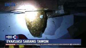 Evakuasi Sarang Tawon