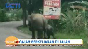 Dua Gajah Liar Berkeliaran Hingga ke Jalanan