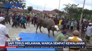 Sapi Kurban Milik Presiden Joko Widodo Mengamuk