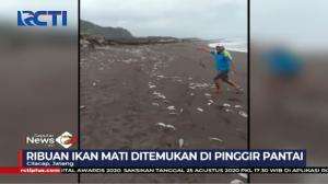 Ribuan Ikan Mati Terdampar di Pantai Cemara Sewu Bunton Cilacap