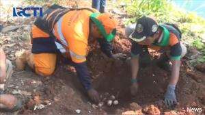 Penemuan Telur Buaya Di Cengkareng