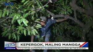 Ketahuan Maling Mangga