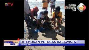 Buaya di Pantai Legian
