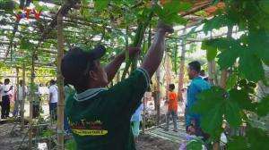 Belanja Sayur di Ladang