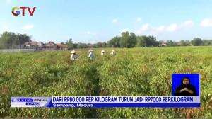 Petani Mengeluh, Harga Cabai dan Kol Merosot Tajam