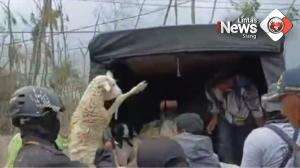 Korban Erupsi Evakuasi Ternak