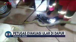 Ular Piton di Dapur Rumah Warga