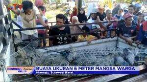 Buaya Besar Pemangsa Manusia Ditangkap Warga