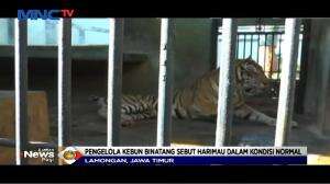 Viral, Harimau di Kebun Binatang Maharani Terlihat Kurus Tak Terurus