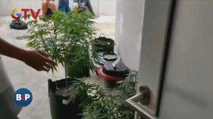 Nekat Tanam Ganja di Rumah