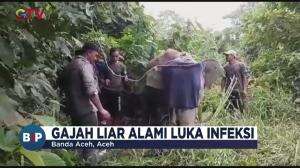 Gajah Terluka Kena Jerat