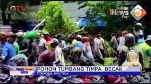 Pohon Tumbang Timpa Becak