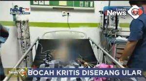 Bocah Kritis Diserang Ular Sanca