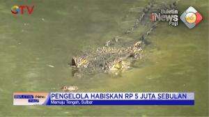 Buaya Penangkaran Kekurangan Pakan