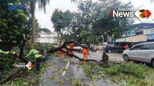 Pohon Tumbang Timpa Mobil