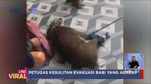 Heboh! Babi Masuk Rumah DPRD