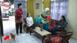 Kucing Siapa Tuh Lewat?!