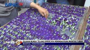 Dibalik Manfaat Olahan Bunga Telang