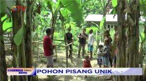 Warga Datang Untuk Melihat Pohon Pisang Unik