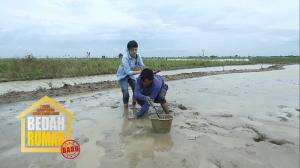 Mencari Belut Di Sawah Bersama Pak Subur