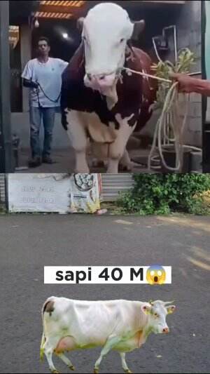 sapi' 40M #sapiqurban 