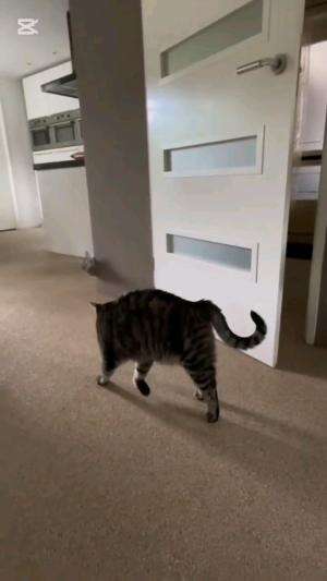 PADAHAL CUMA NGETEST

#kucinglucu #kucingoyen #catlovers #pencintakucing #kucinggemoy #kucinggemes #sahabarkucing