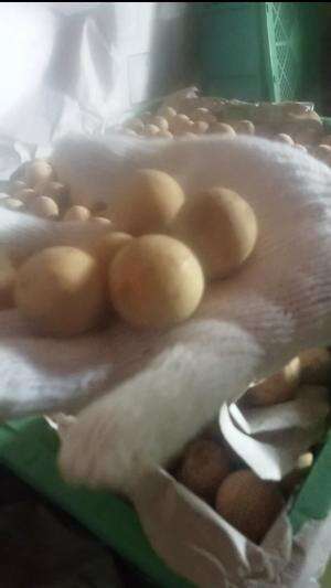 LANGSAT PONTI 
 #edisiharisenin
 #jualan
