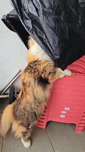 mencoba menjadi detektif

#HOTrctiplus #shortplus #kucingoyen #duniakucing