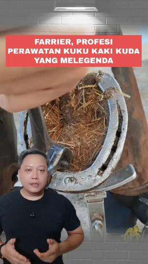 Profesi Farrier, si tukang pembuat sepatu dan perawatan kuku kaki kuda #Farrier #kuda 