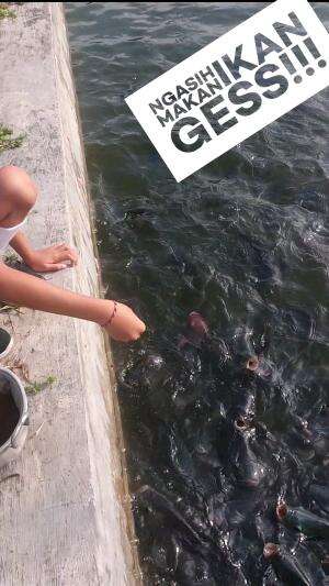 Pagi pagi Ikannya lapar gesss