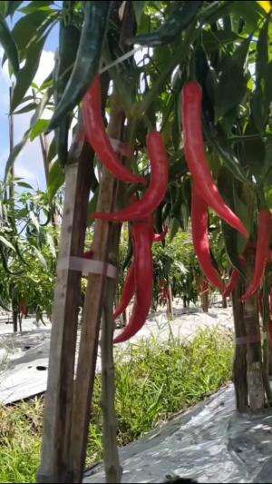 Panen cabe merah keriting #Berkebun #edukasi #fyp #fypシ゚viral #trending #foryou #RCTIPlus #HOTrctiplus