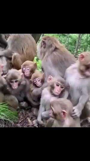 kompilasi hewan lucu #4