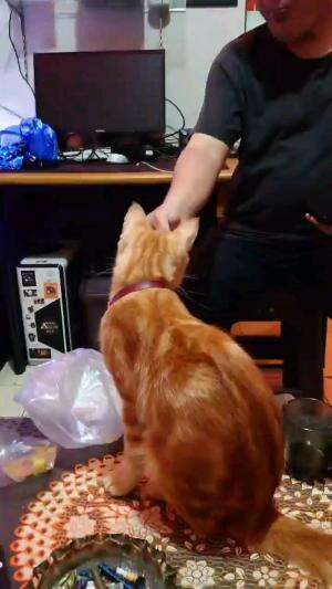 OYEN BIRAHI

#kucinglucu #kucingoyen #catlovers #pencintakucing #kucinggemoy #kucinggemes #sahabarkucing