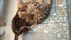 kucing berkelahi
#kucingbengal
#kucinglucu
#duniakucing 
#macan
