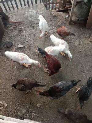 Ayam ku di kampung